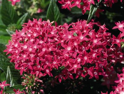 Pentas lanceolata